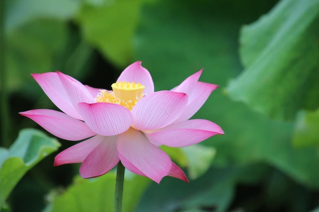 ピンク色の美しい蓮の花