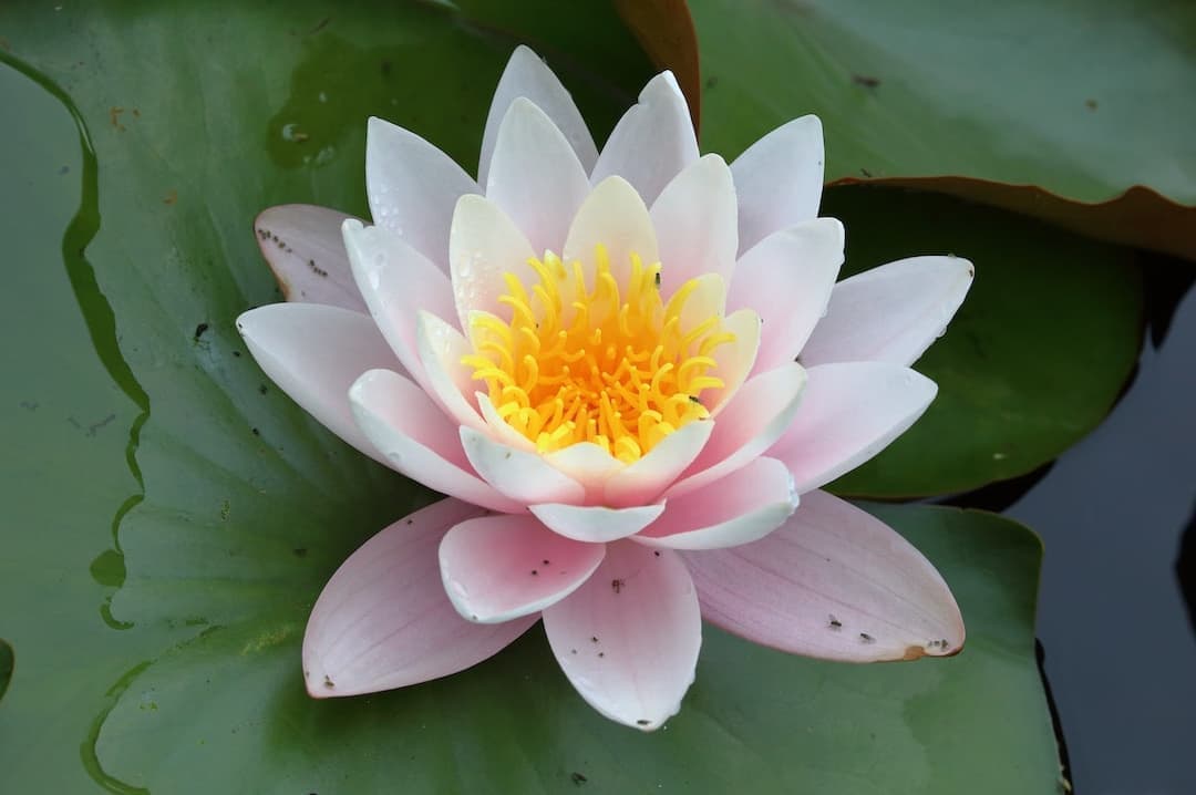 水に浮かぶ白い蓮の花