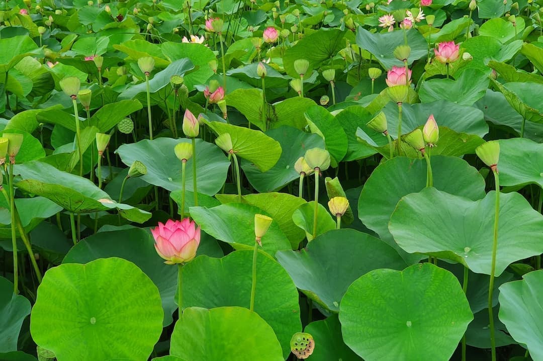 蓮の花と大きな蓮の葉の蓮畑