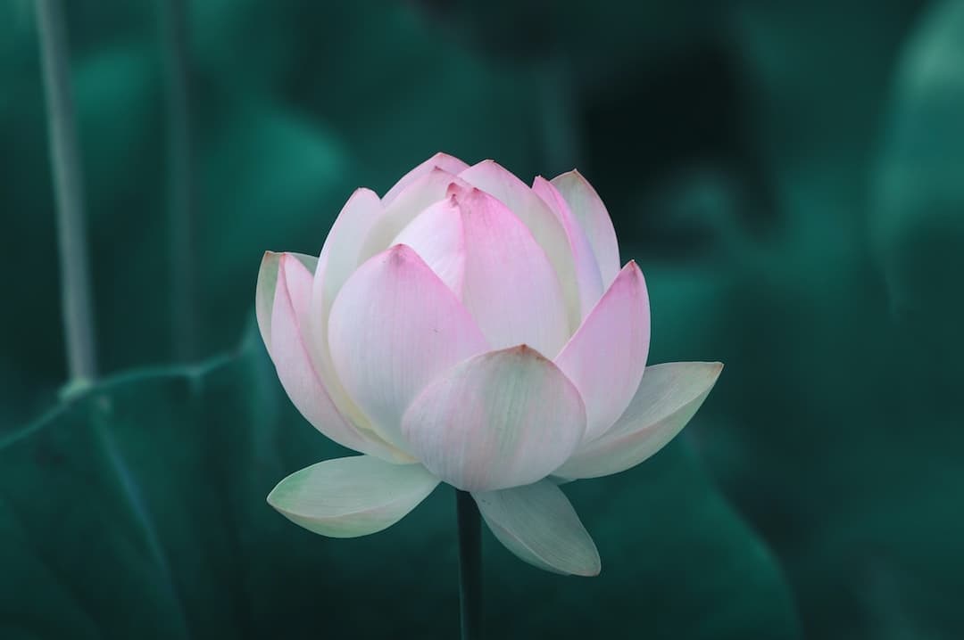 薄いピンク色の蓮の花のつぼみ